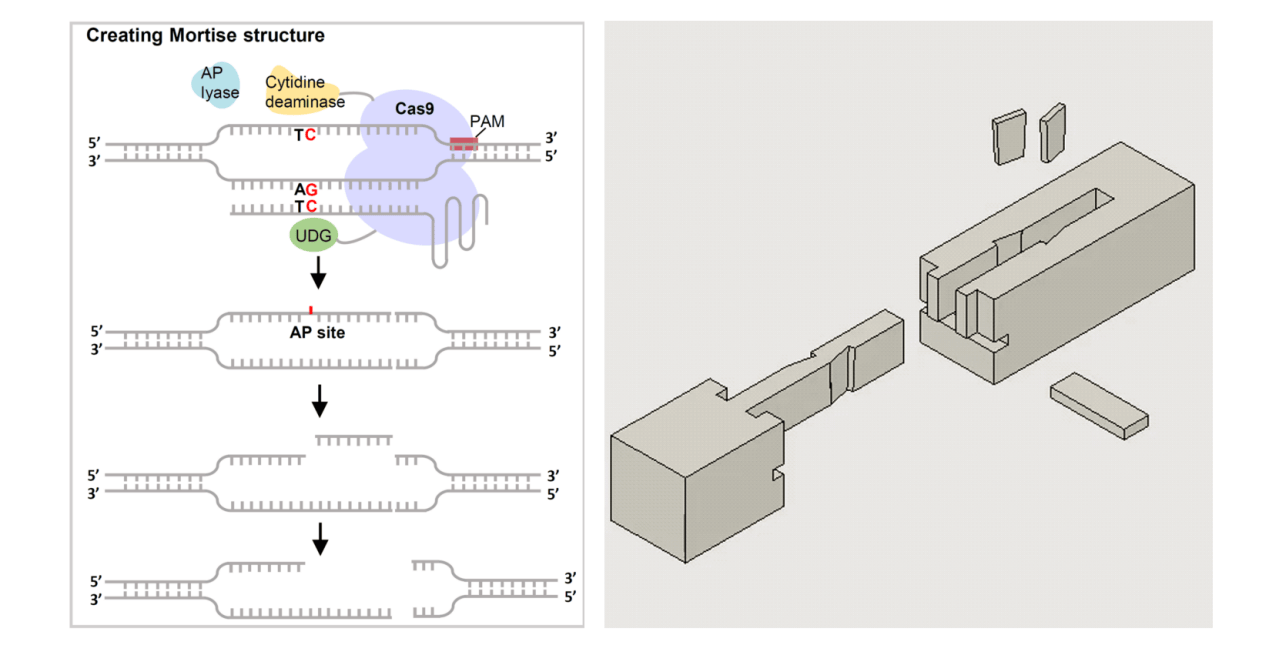 对话北大农研院张华伟：基因编辑工具就像光刻机，如果被“卡脖子”，什么也做不了