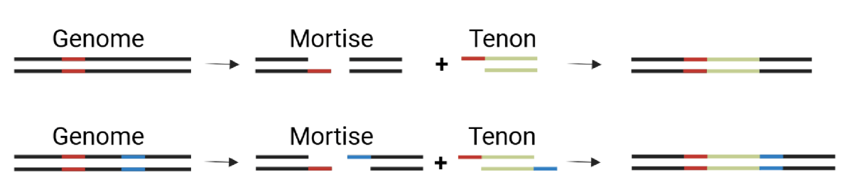 对话北大农研院张华伟：基因编辑工具就像光刻机，如果被“卡脖子”，什么也做不了