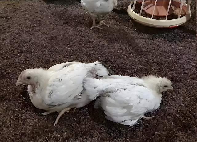 小鸡拉屎糊肛怎么治?鸡糊肛怎么办?吃什么药?