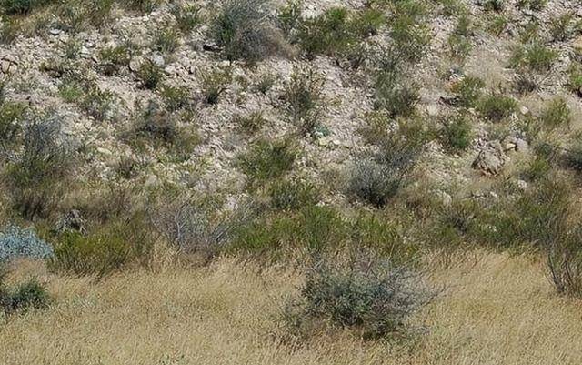 全球最厉害的狙击手伪装术，5张图38秒内全找到，你天赋不一般