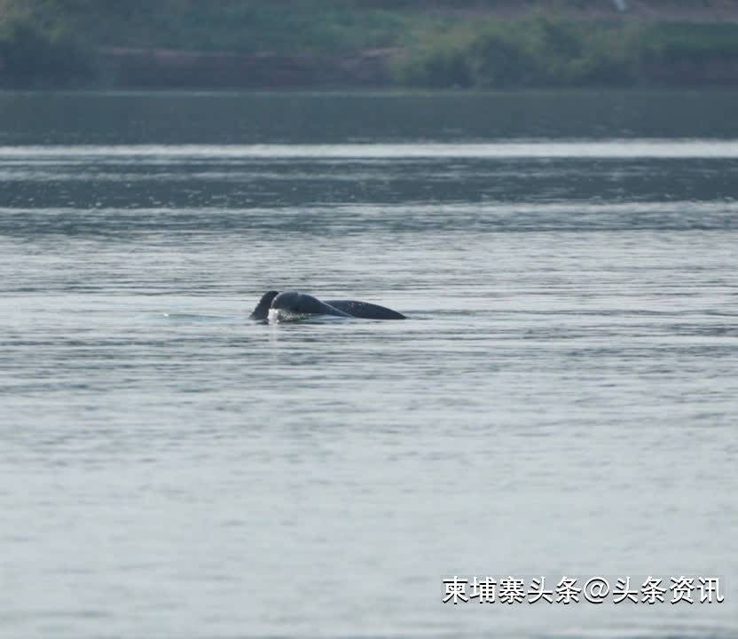 今年柬埔寨境内湄公河海豚总数增至116头！