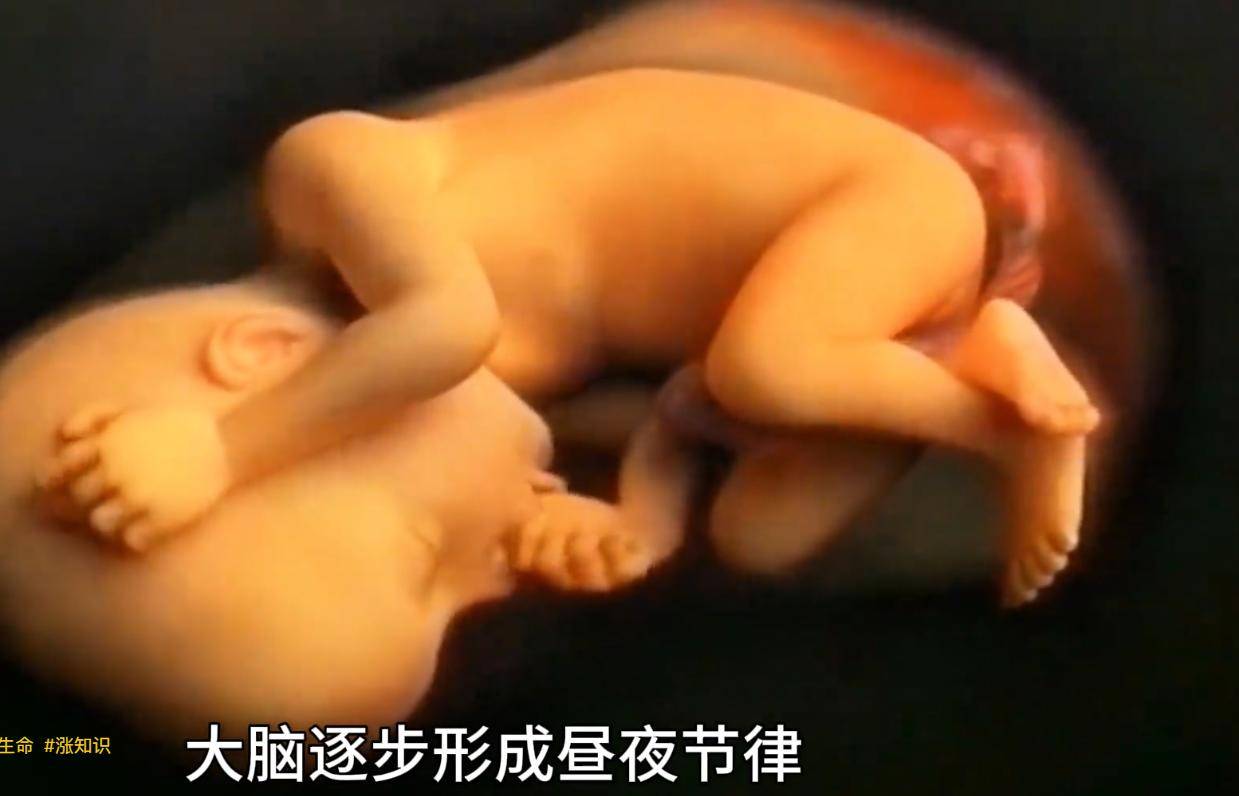 胎儿在母体内发育的全过程是如何的?感恩伟大的妈妈