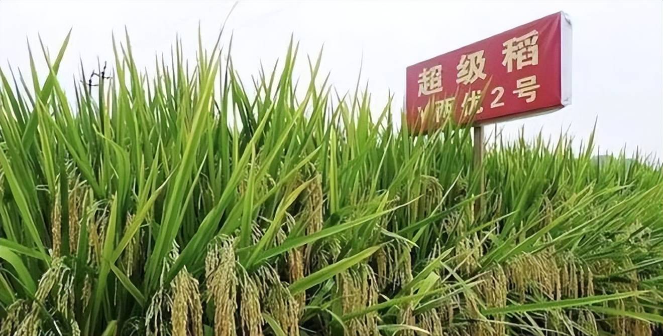 诋毁袁隆平成果的网红仍在直播卖货！面对舆论狂言：大不了进去！