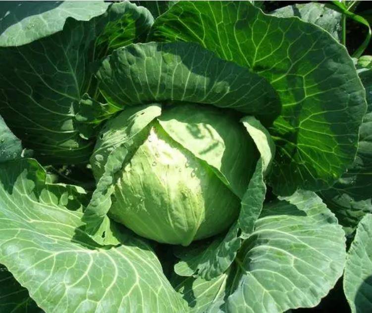
            墙角边这种植物，农民当“香菜”食用，古代人当“染色剂”染布