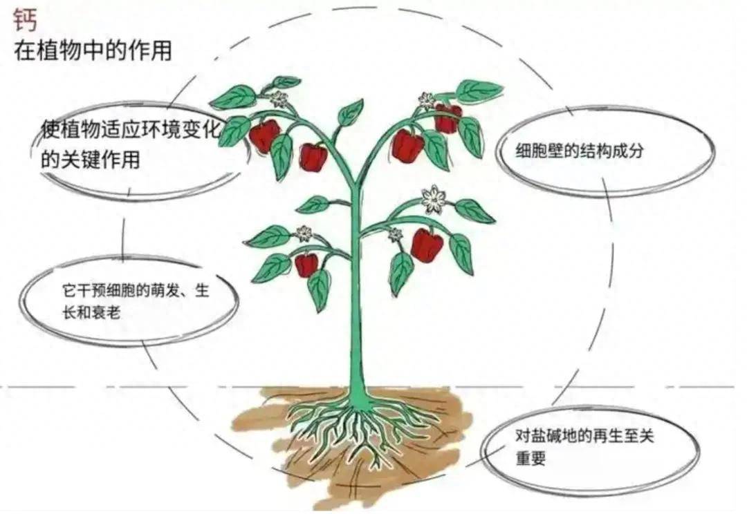 为什么钙元素被称为果蔬的“第四大量元素”，并且如此难补？