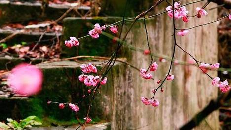 郭品超和爸爸共用一张脸