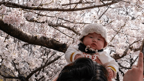 韩国汝矣岛樱花绽放美不胜收