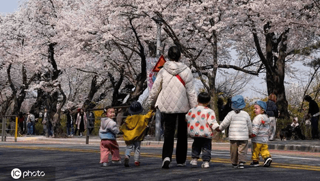 韩国汝矣岛樱花绽放美不胜收