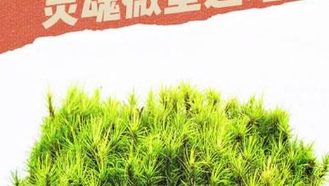 别笑年轻人养砖头，那是他们搭的灵魂微型避难所