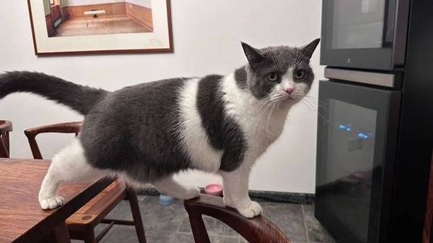 告别“等待开门”！铲屎官分享N种自制猫门方法，省钱又方便！