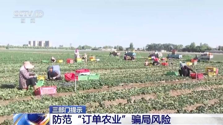 如何防范订单农业骗局?