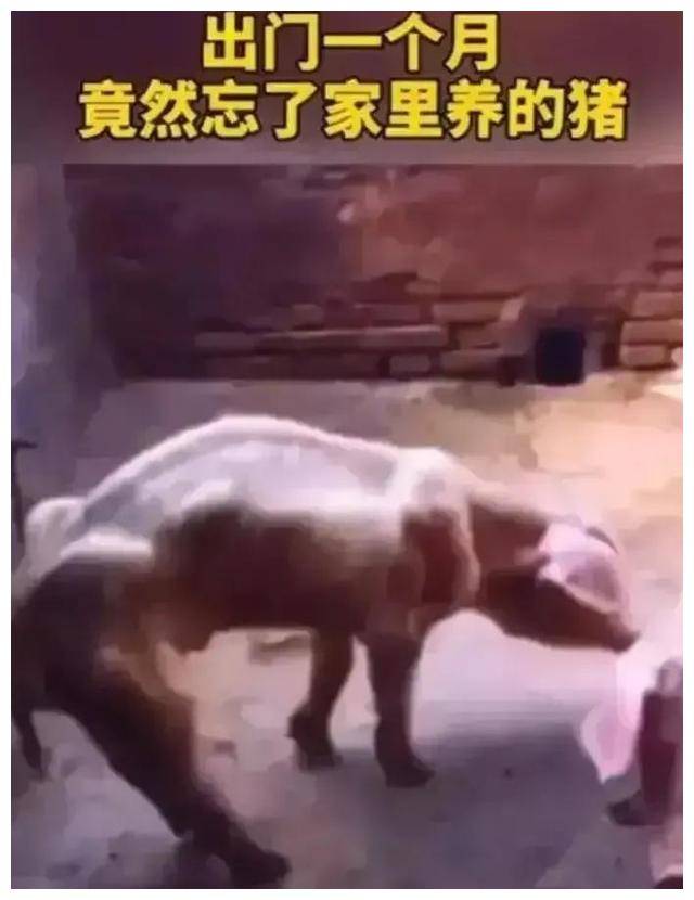 山东一男子养了两头猪，出差一个月把猪忘了，等他回来一看心酸了