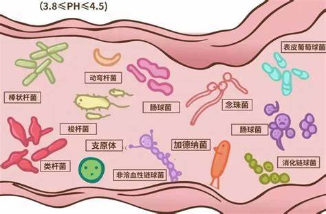 调理肠胃的益生菌是哪个？