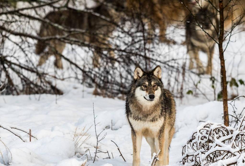 武装押运遭遇狼群围困，近战逼迫全班战士和狼群拼刺刀｜轶事