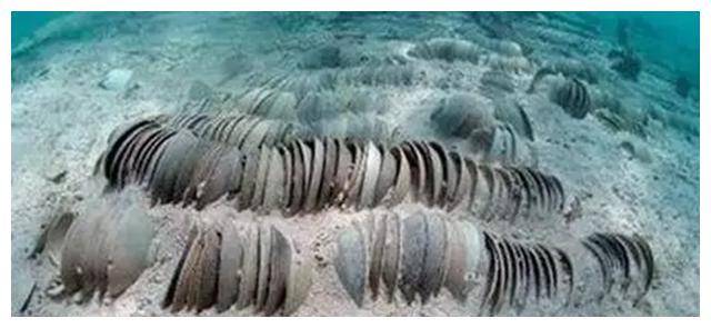 07年南海发现神秘沉船800多年船半岛体育登录身未腐价值3000亿美元(图5)