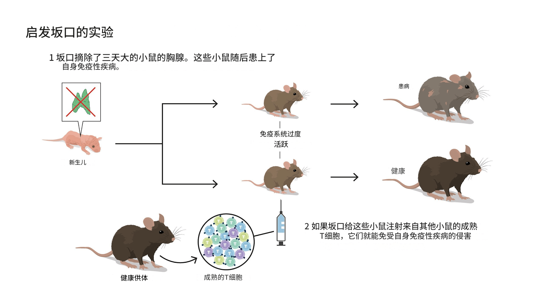 原创             2025诺贝尔生理学或医学奖公布 解密免疫系统如何被控制