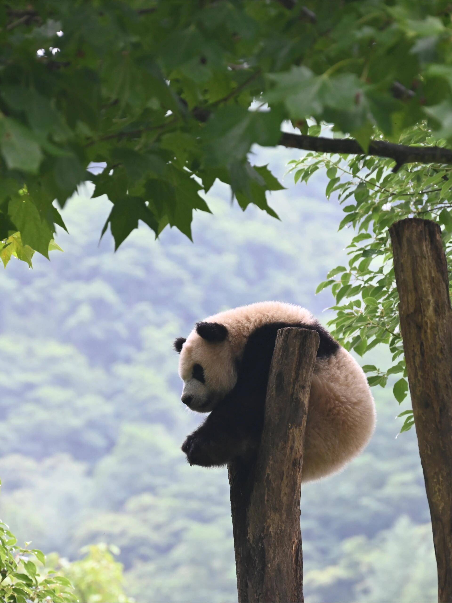 “四川5日游超值攻略！跟团价惊爆眼球Bin
