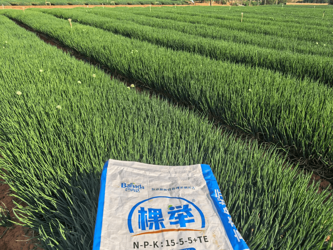 小葱种植：雨水侵袭不用慌，四招稳住小葱产量