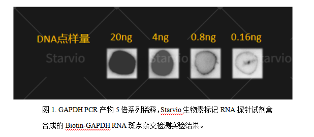 如何高效制备生物素标记RNA探针？