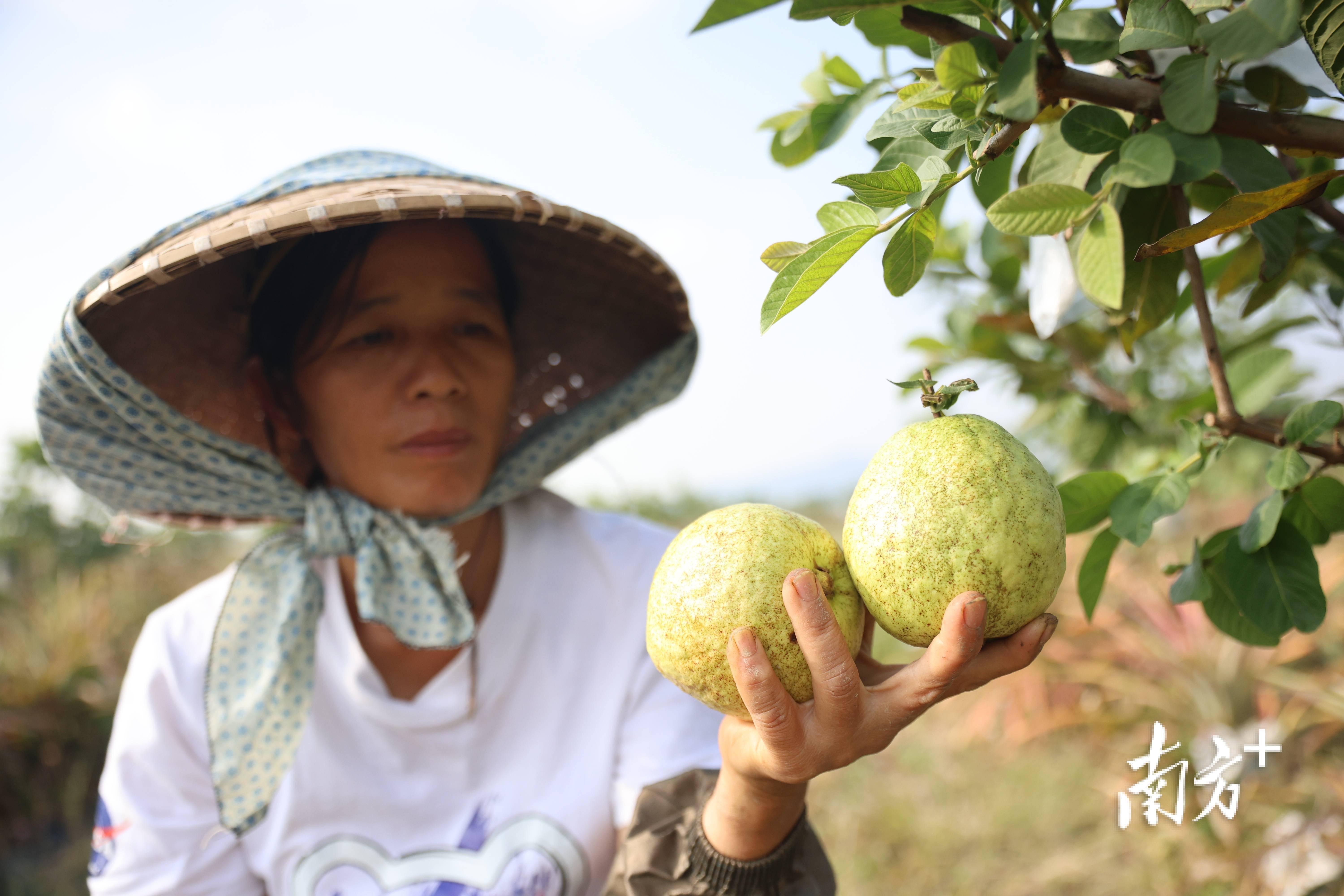 太适合周末溜娃了这里的水果好吃得停多米体育不下来｜多图(图5)