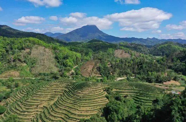 海南岛的茶叶：一片叶子的地理传奇(图1)