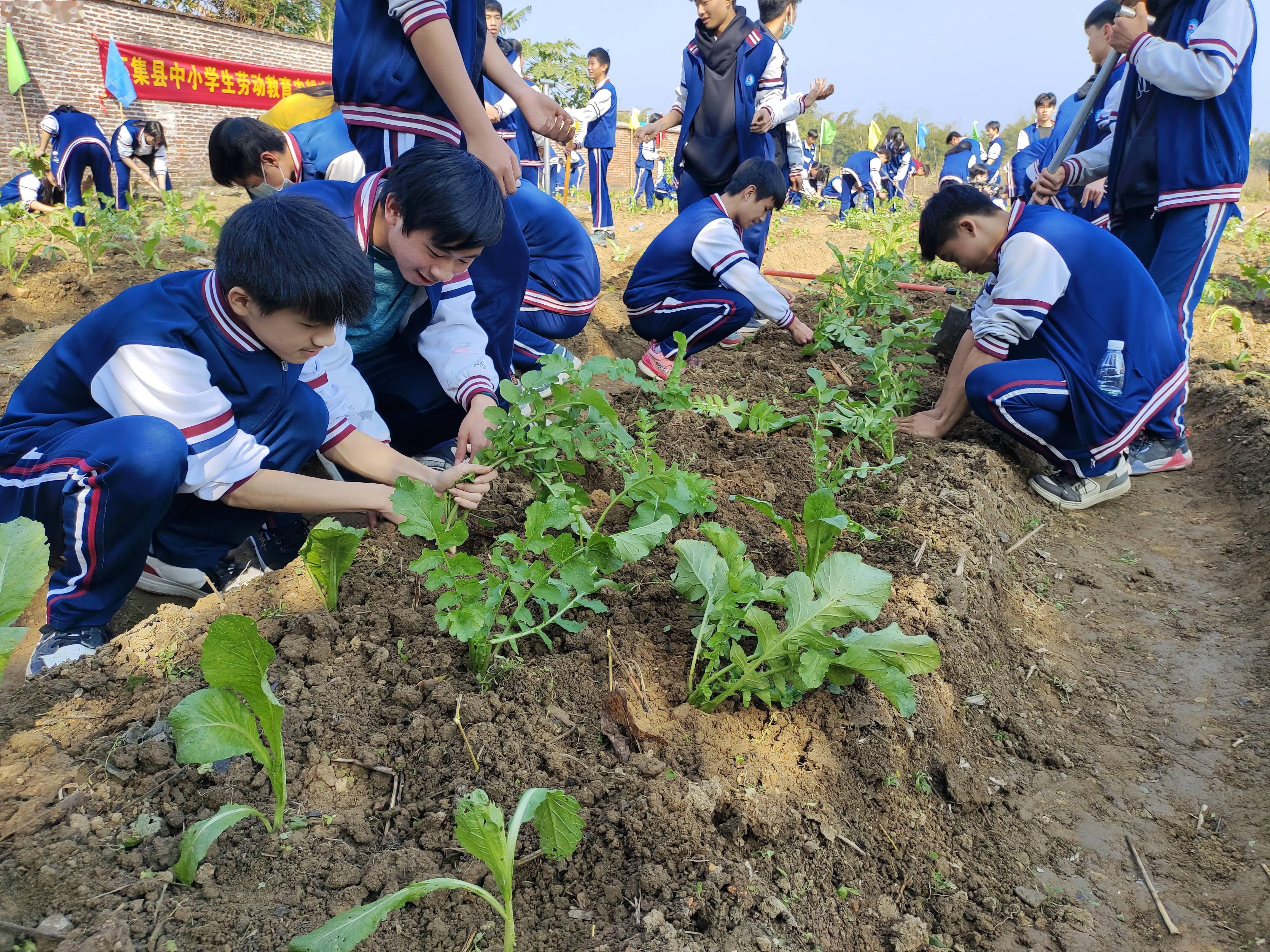 研学旅行 校外实践，怀集连麦镇打造劳动教育实践基地