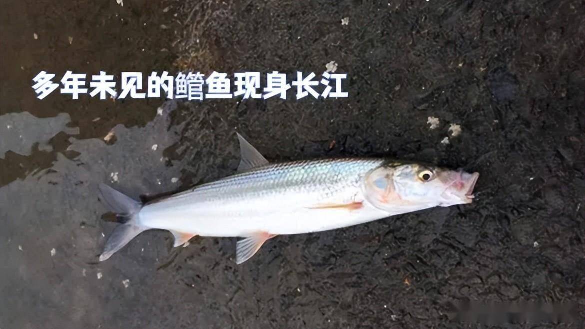 2003年，最后的白鲟现身宜宾，专家给它装上声呐，追踪船不慎触礁