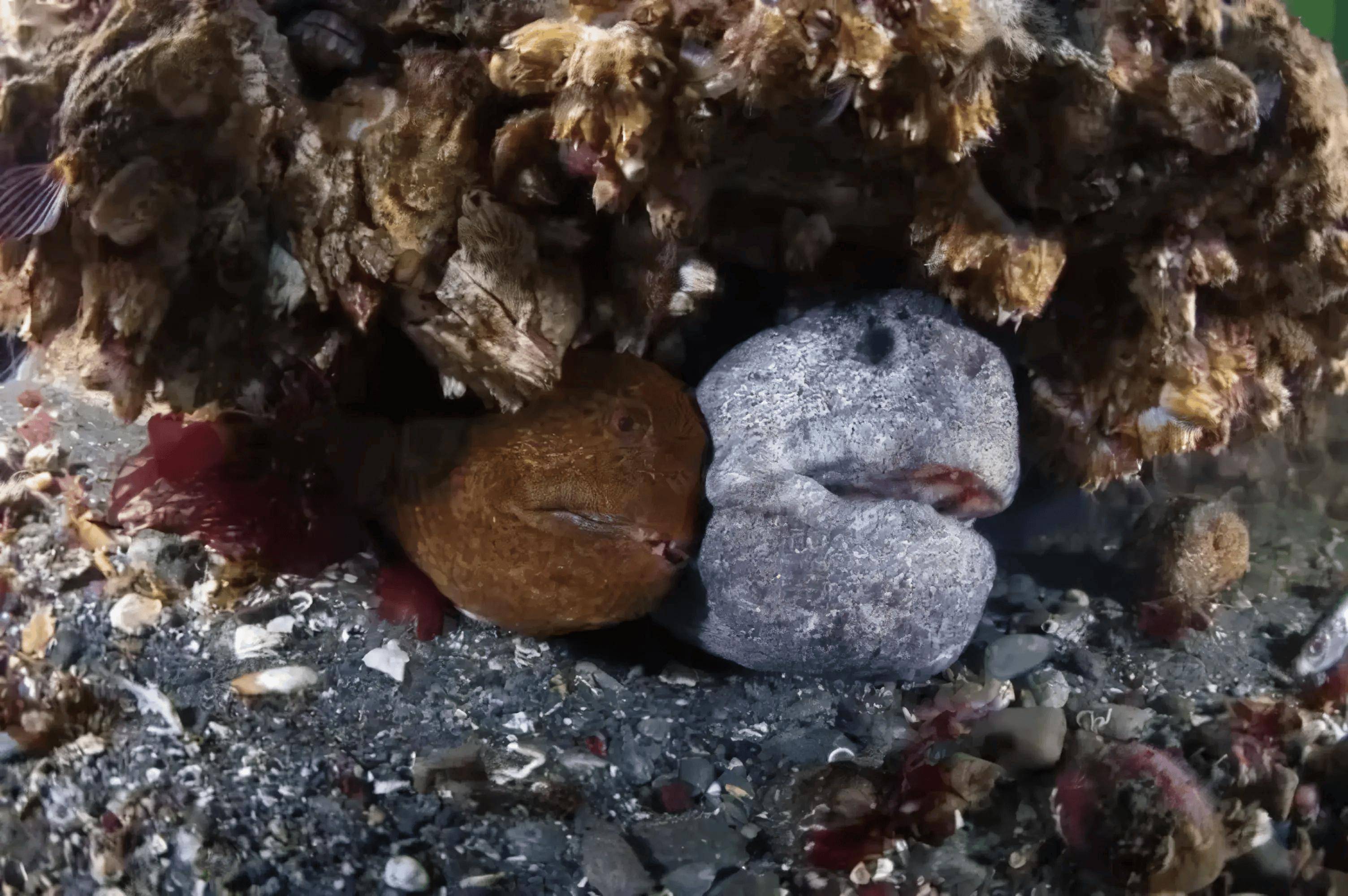 俄海岸惊现深海怪鱼，满口尖牙像外星生物，疑似是罕见的狼鳗