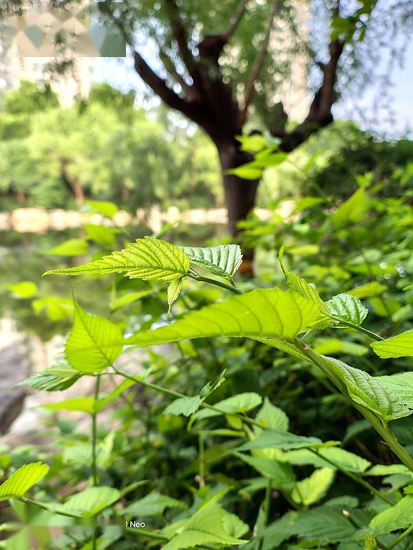 中国财经报网 🌸最新澳门6合开彩开奖结果🌸|世界移动通信大会火热进行中！5GETF(159994)规模突破36亿元，景旺电子、天孚通信、广和通领涨。