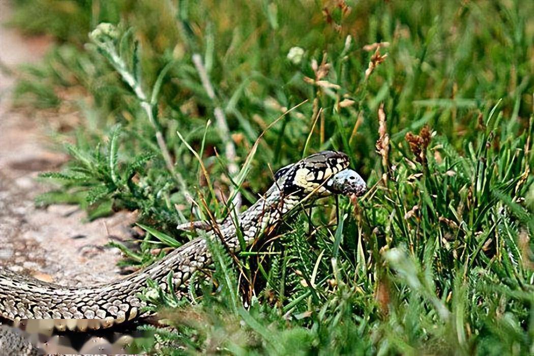 不要发出很大的声音，虽然蛇的听觉不算很好，但是大的响声就意味着大的