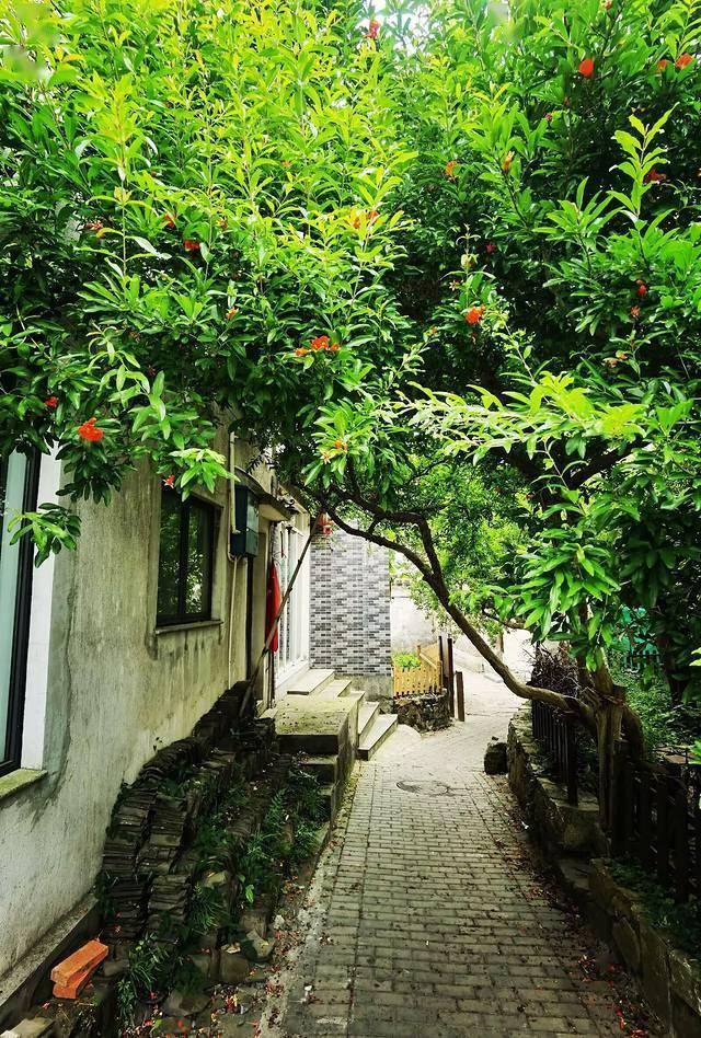 枇杷季‖我们从西山岛走过……