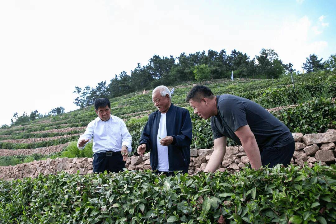 青年影像丨刘伟光：沂蒙山上茶叶情