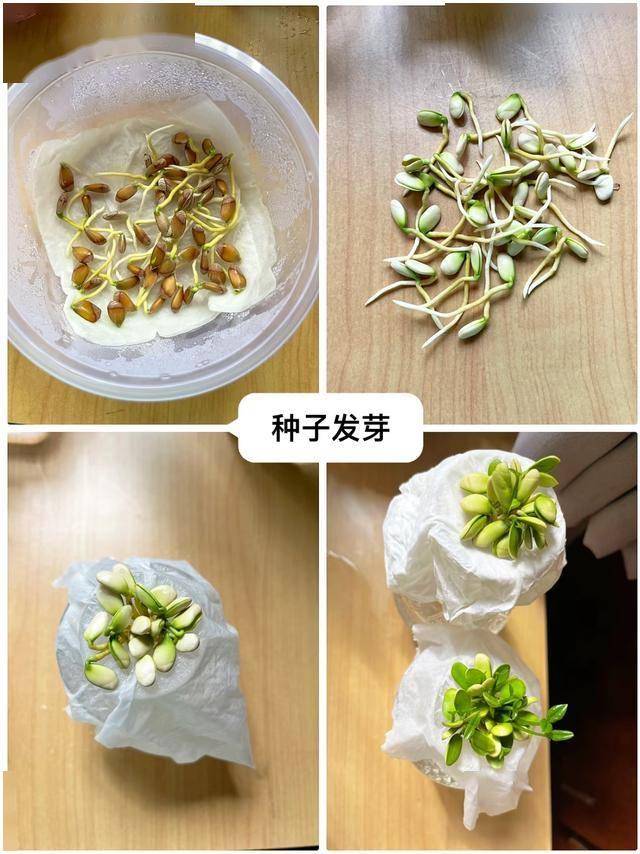 开云体育app吃完的“水果核”别扔这样培育一下几天就能长成一个小盆栽(图7)