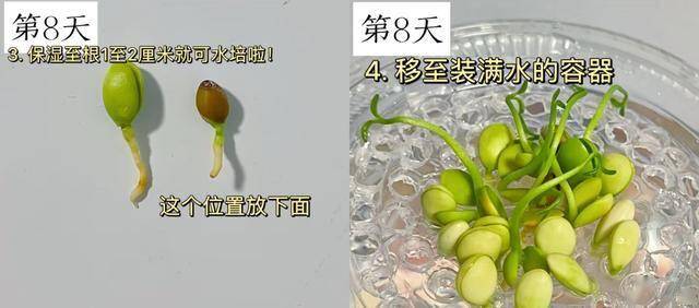开云体育app吃完的“水果核”别扔这样培育一下几天就能长成一个小盆栽(图3)