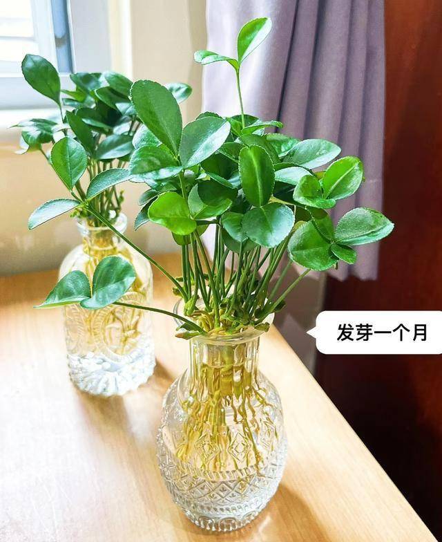 开云体育app吃完的“水果核”别扔这样培育一下几天就能长成一个小盆栽(图8)
