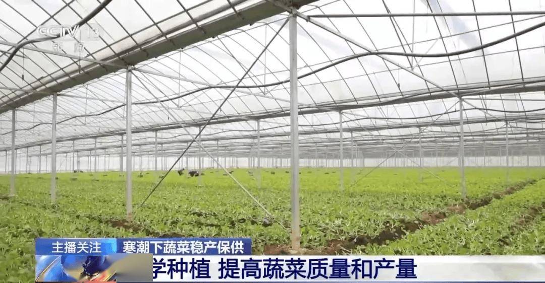 华体会网址寒潮天气下蔬菜如何稳产保供？(图6)