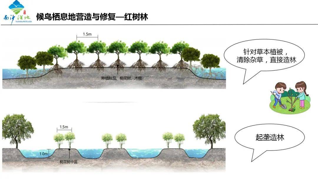 羊城少果博网址年学堂 南沙湿地为什么这么“红”(图3)