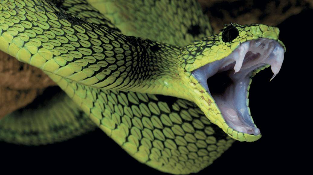 梦境中的蛇，从恐惧到疗愈的奇妙旅程