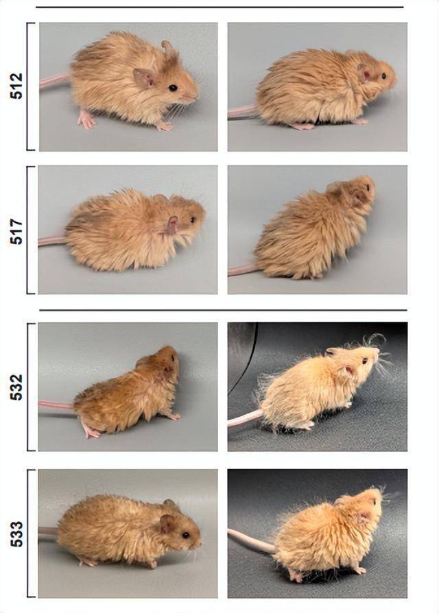 有了“长毛猛犸鼠”，我们真的能“复活猛犸象”吗？