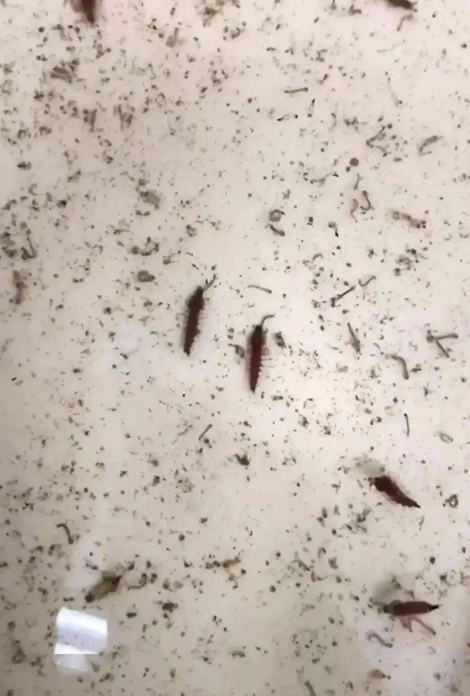 广州100%的蚊子都出现抗药性？对付蚊子，我们还有招吗？