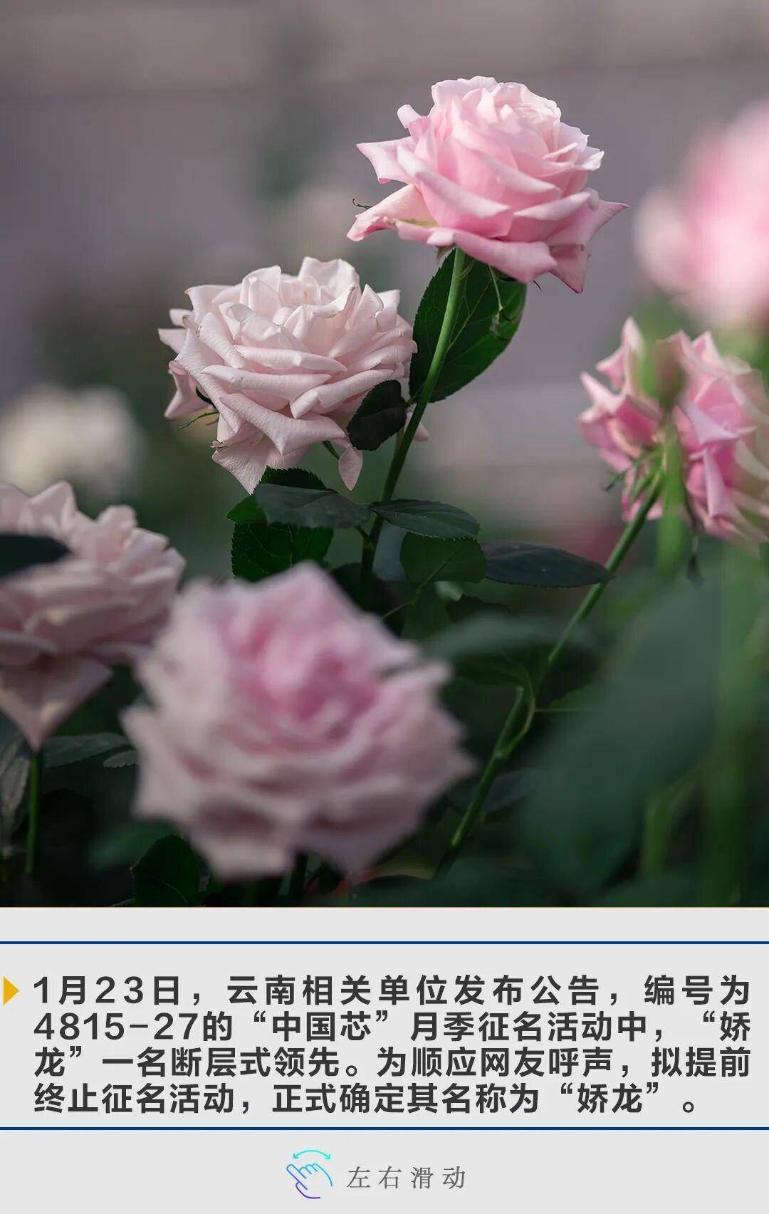 云南有花名“娇龙”｜一周图荟_搜狐网