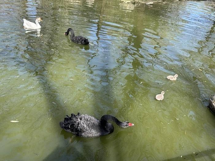 春天里的动物世界，黑天鹅宝宝成泉城新宠