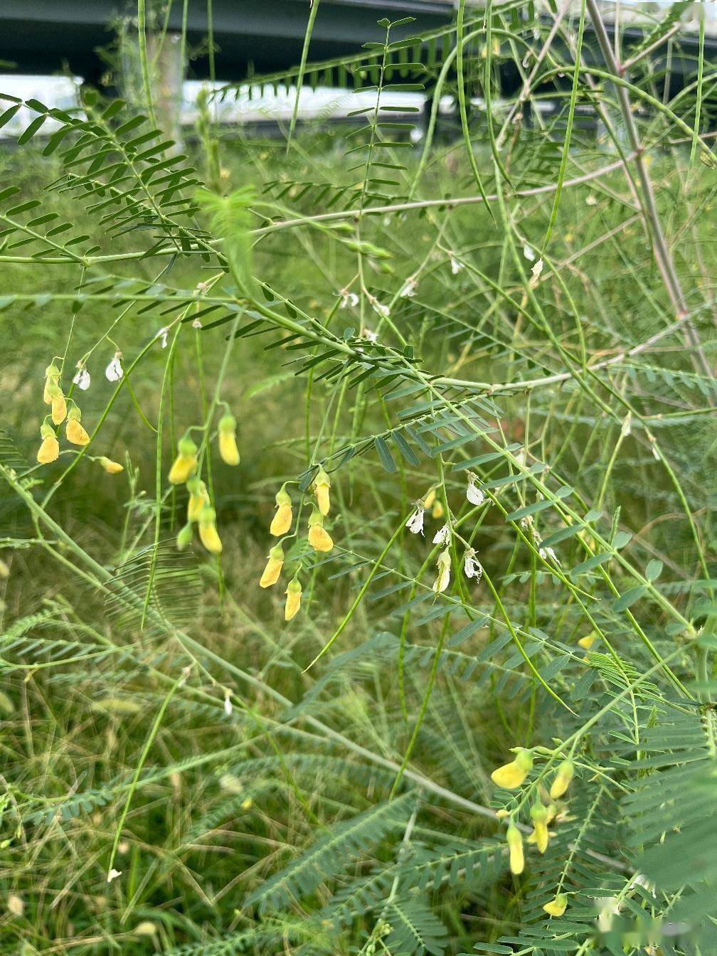 植物世界之：田菁
