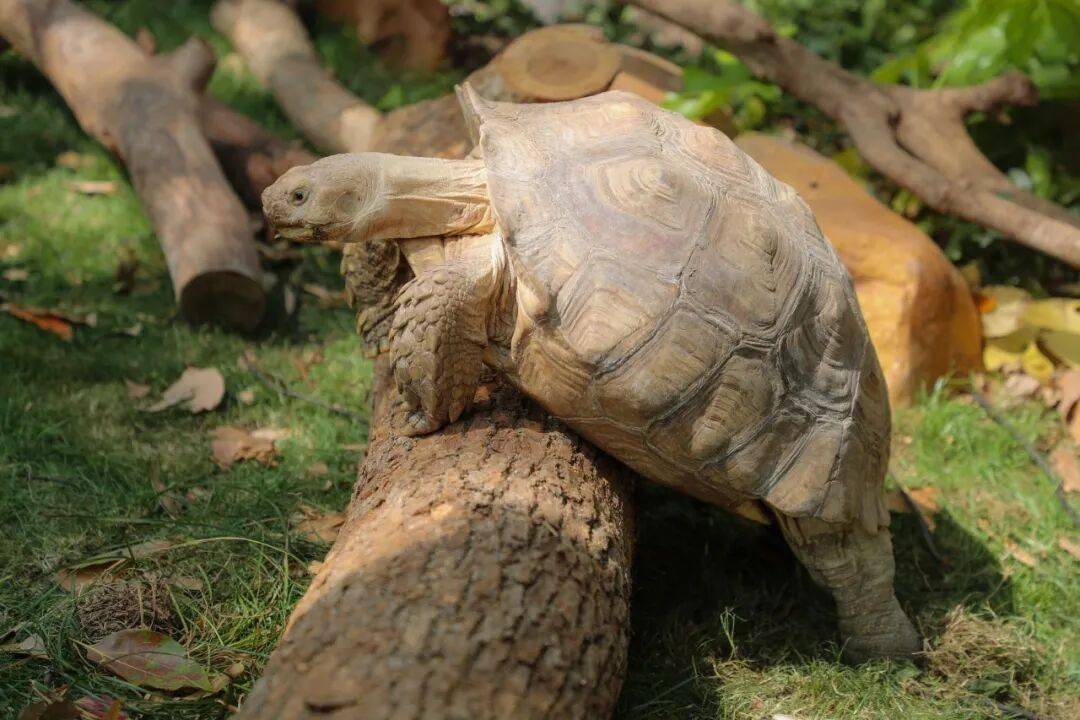 在上海野生动物园，看见生物多样性的希望