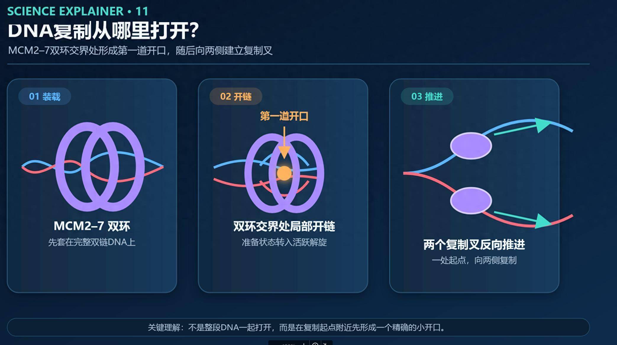DNA复制第一道“拉链”被定位