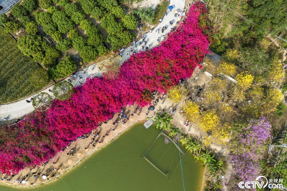 广东惠州现百米长簕杜鹃花墙花朵如火如霞