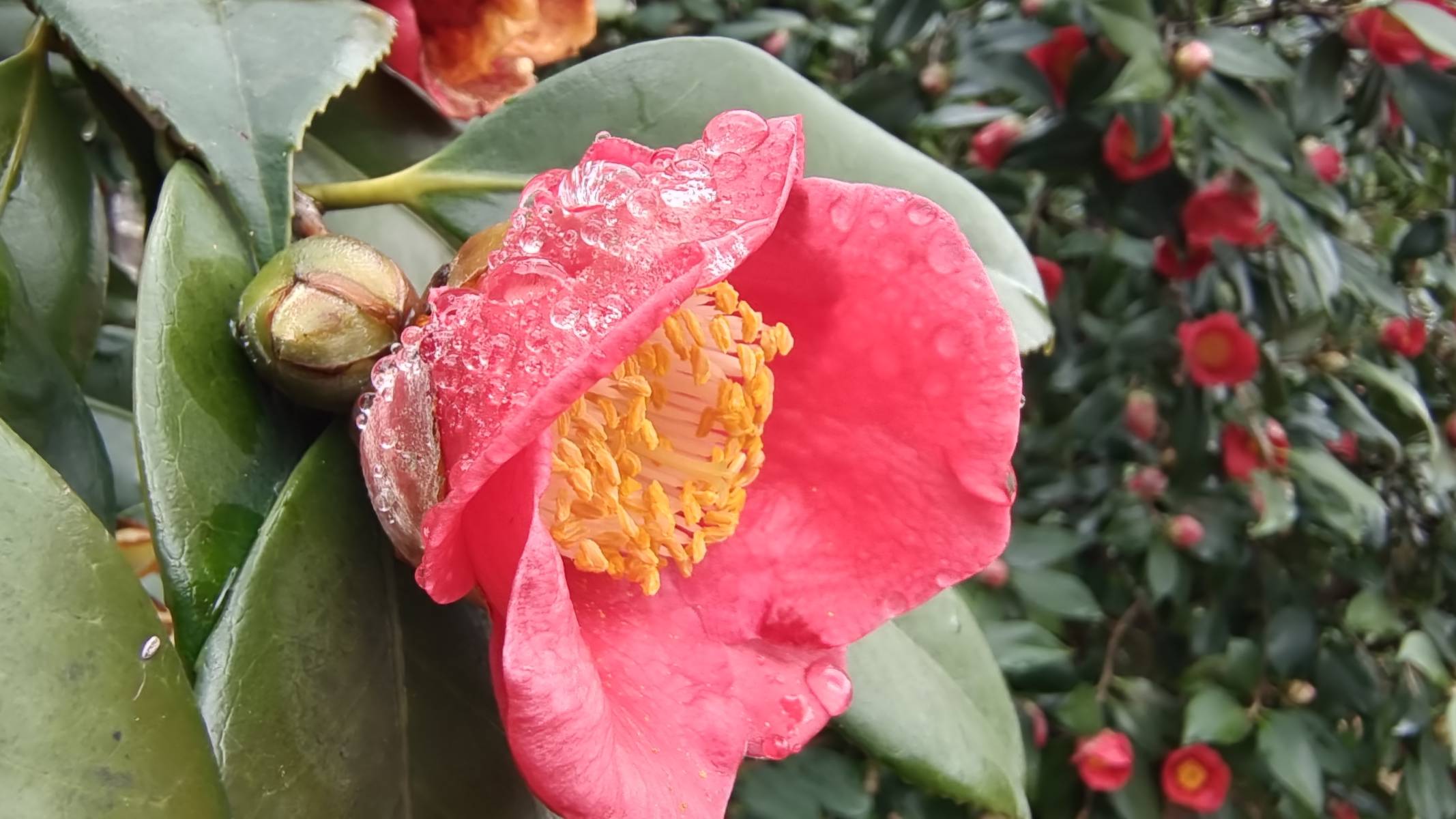 雨中赏花:山茶花-搜狐大视野-搜狐新闻