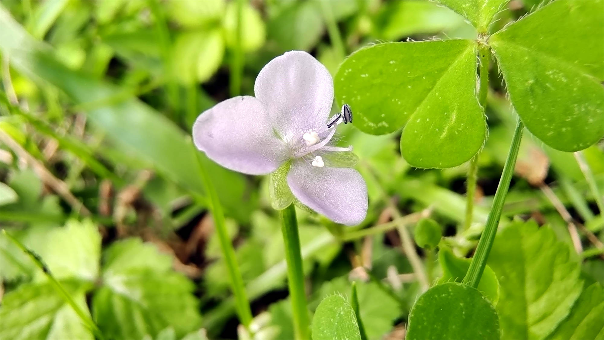 水竹叶花艺图片