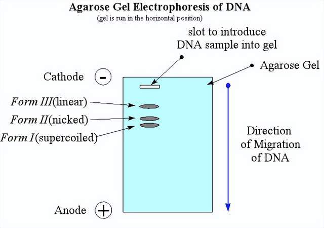 后面的步骤就很简单了,一般来说都是过柱子或者磁珠吸附,plasmid dna