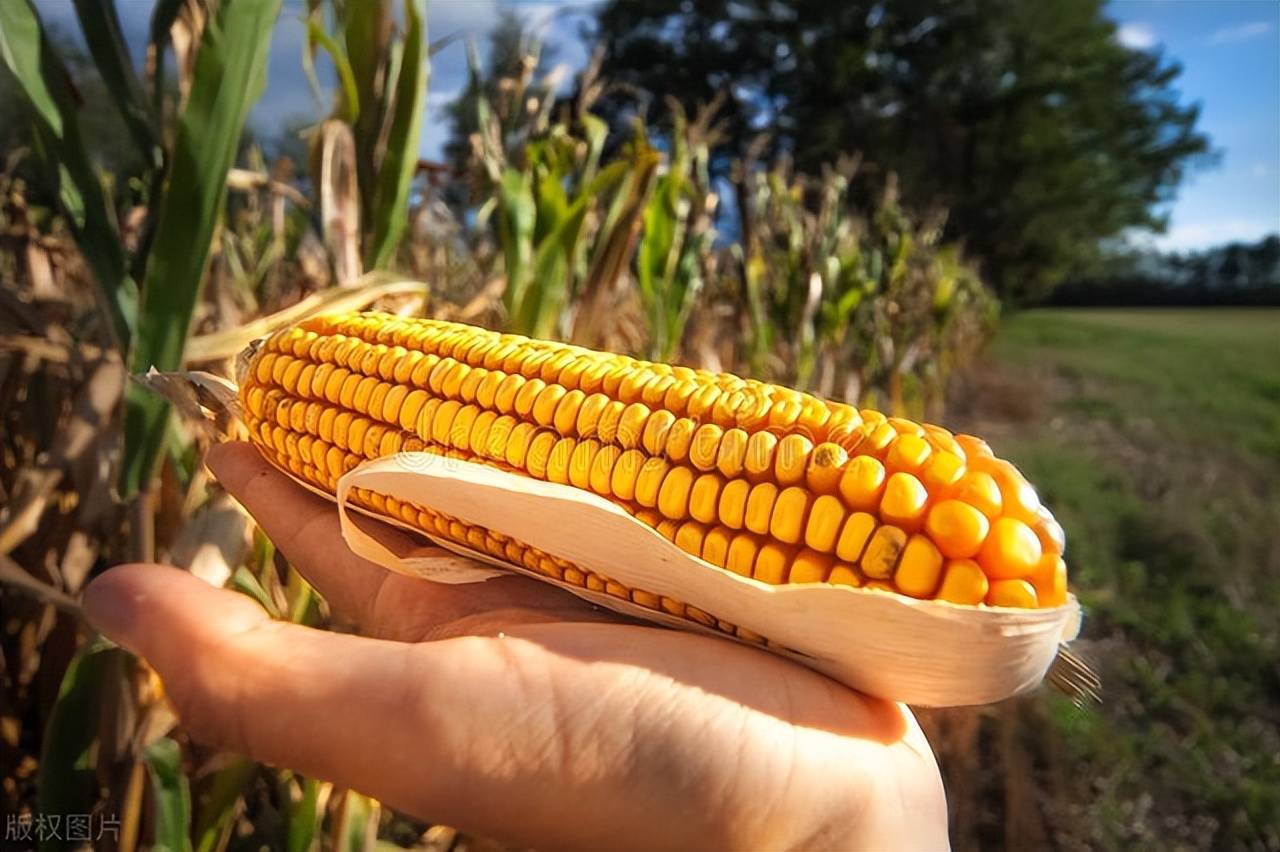 原创
            下跌超过30%，玉米的“大牛市”落幕了！